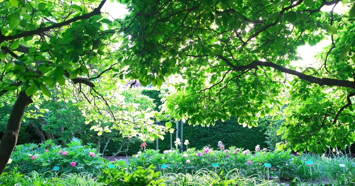 Best Plants for a Shaded Garden Area