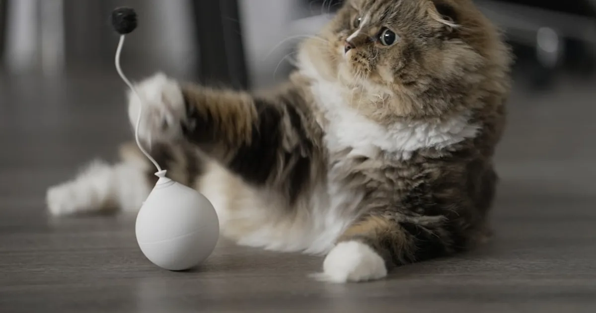 a cat playing with a white ball on the floor