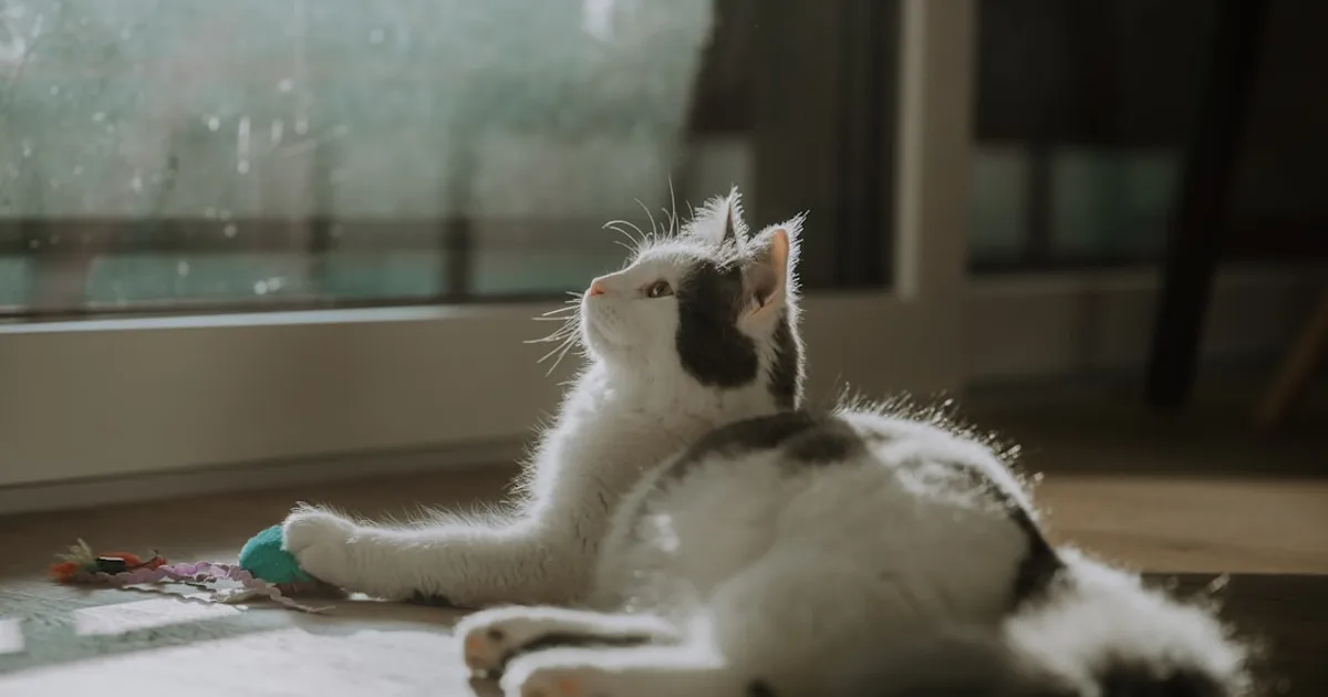 a black and white cat playing with a toy