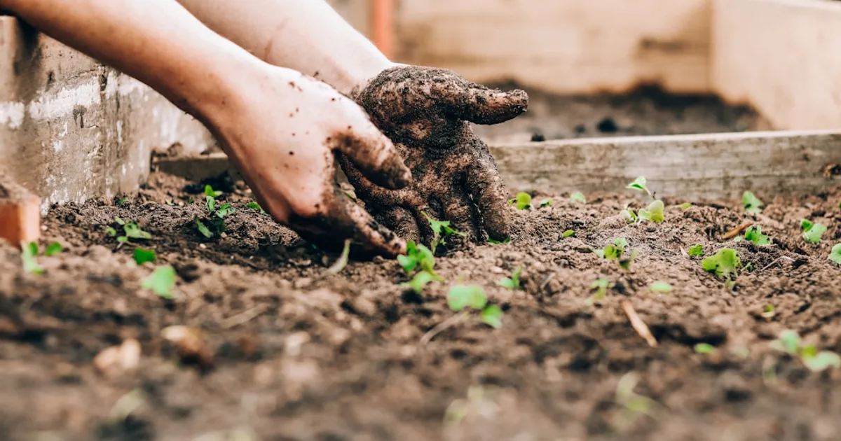 Best Vegetables to Grow for Beginners