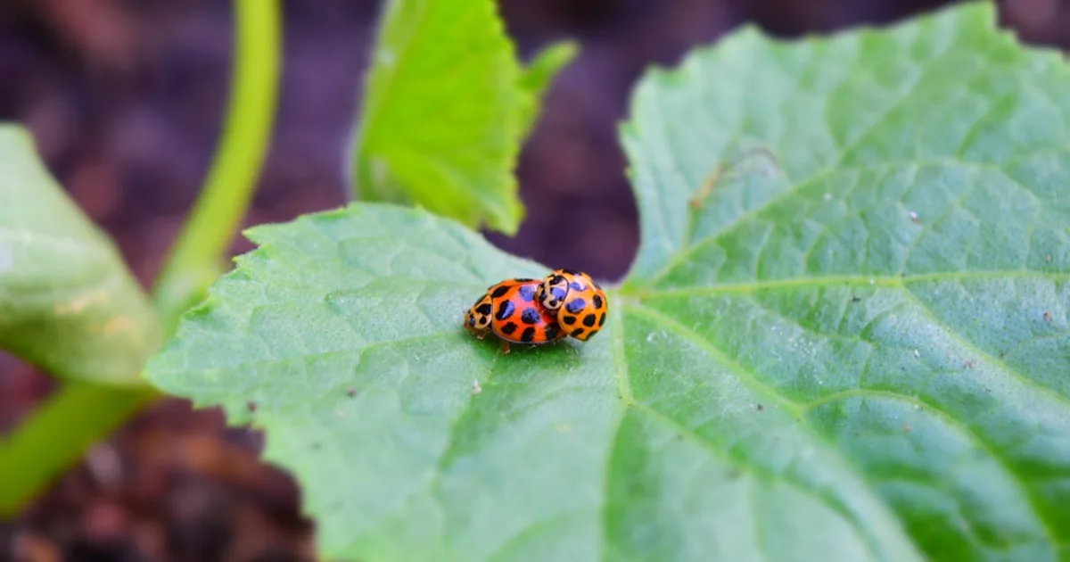a lady bug sitting on top of a green leaf