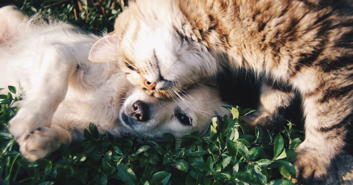 white dog and gray cat hugging each other on grass