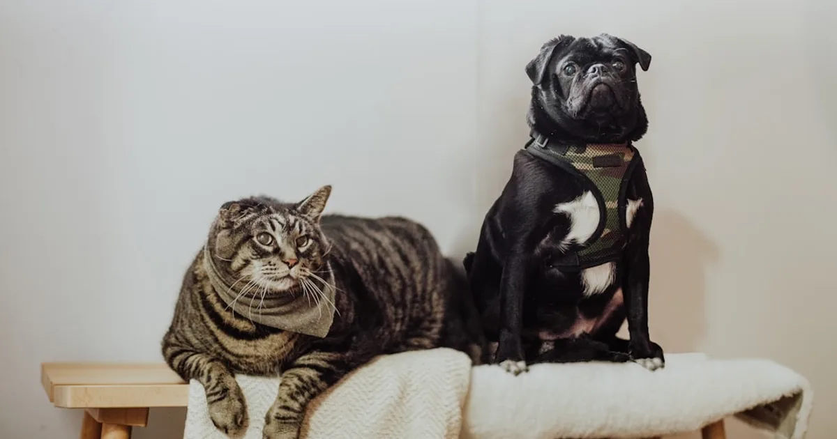black pug on white textile