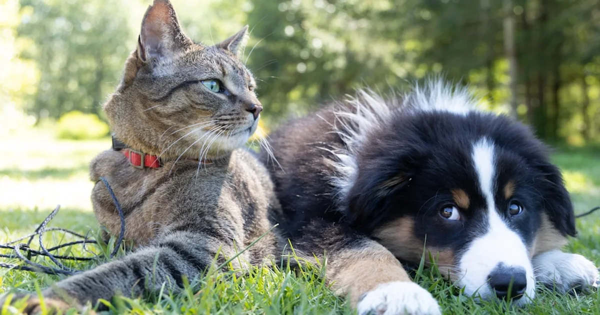 How to Introduce a New Pet to Existing Pets
