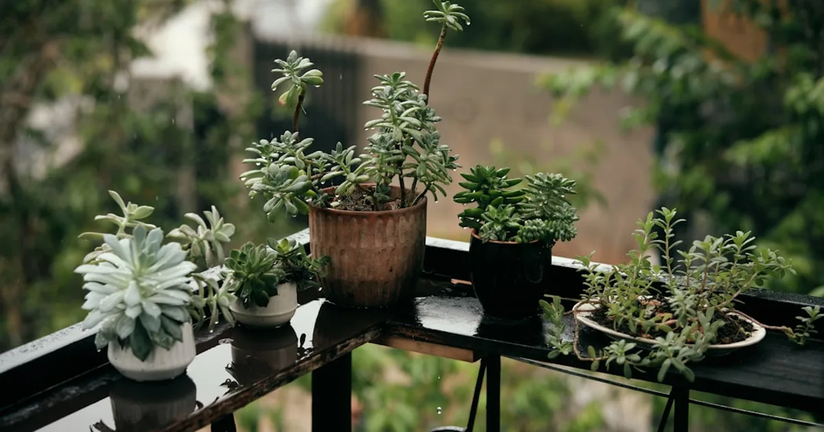 Potted succulent plants sit on a wet balcony railing.