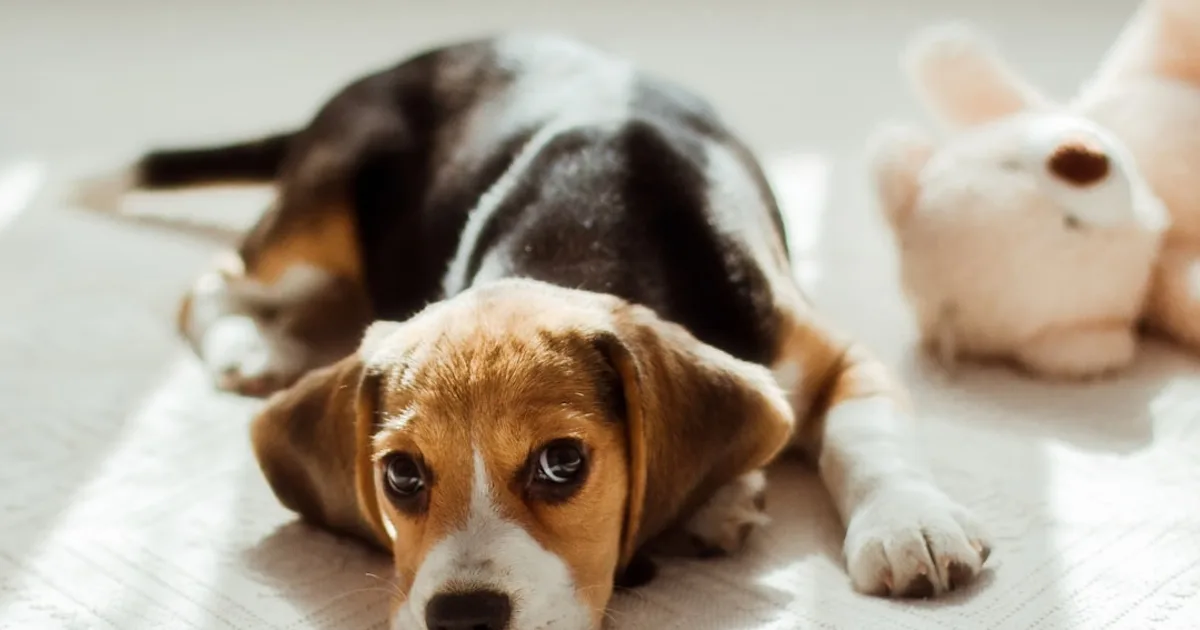 How to Prepare for a New Puppy: Checklist