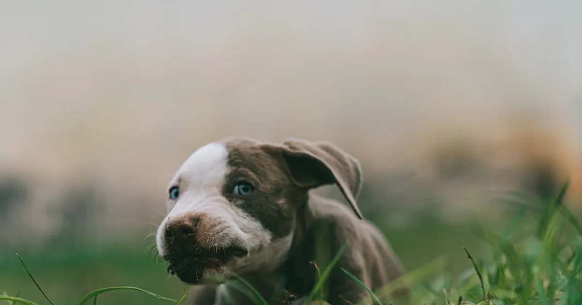 white and black american pitbull terrier puppy on green grass field during daytime