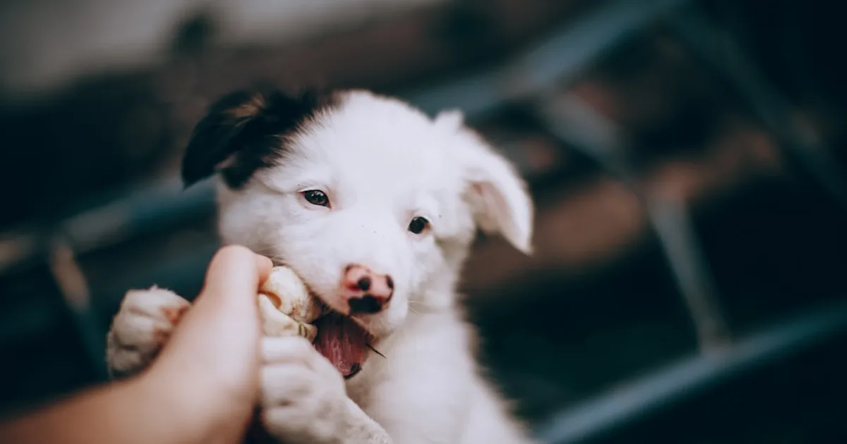 How to Stop a Puppy From Biting