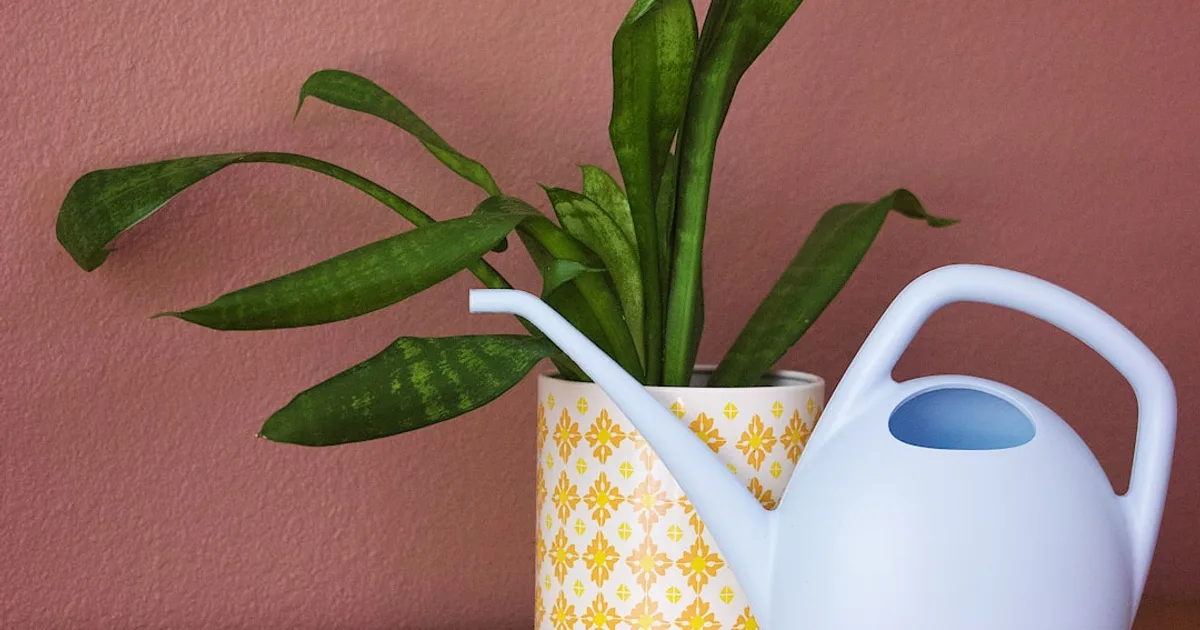 A potted plant sitting on a table next to a watering can