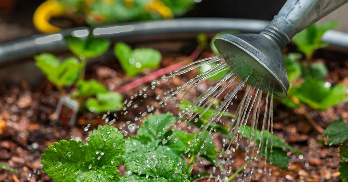 How to Water Plants When You're on Vacation