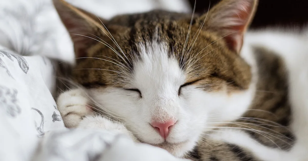 Signs Your Cat Is Sick: What to Watch For