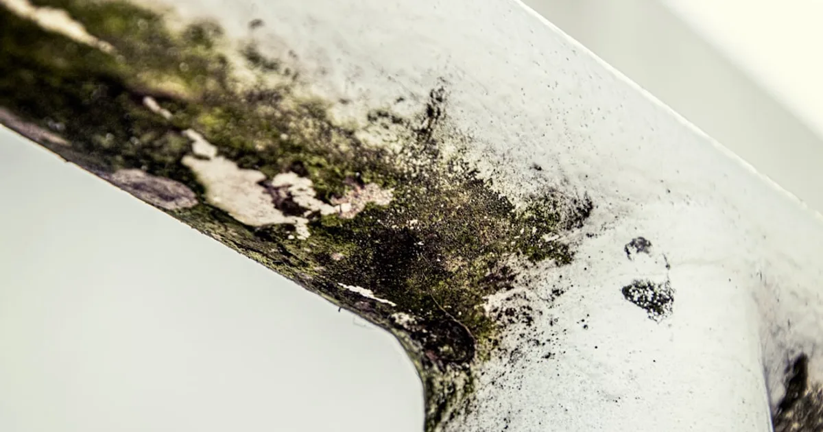 What to Do If Mold Appears on Walls