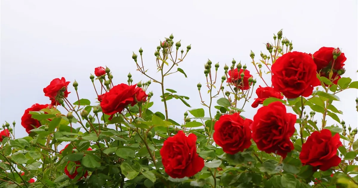 What to Plant Next to Roses: Good Companions