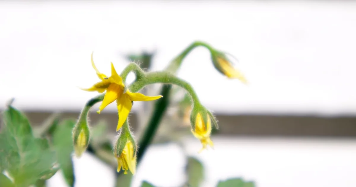 a close-up of a flower