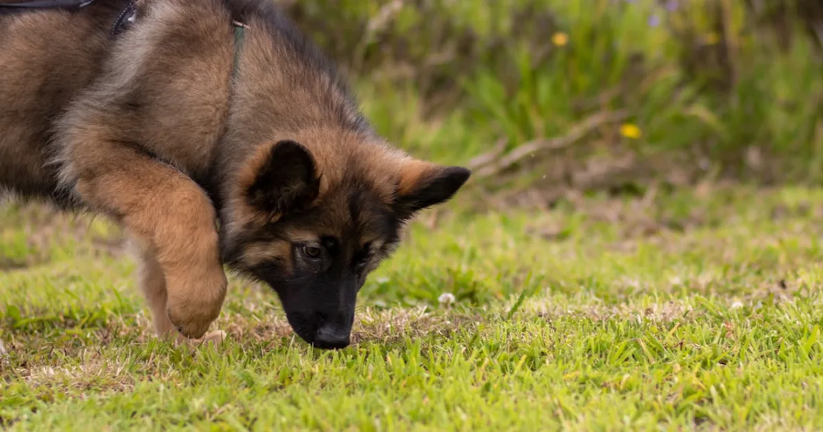 a dog walking on grass