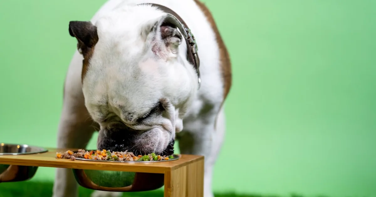 Why Does a Dog Eat Grass and What to Do